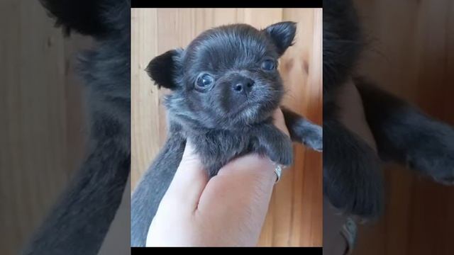 Мини мальчики! Палевый окрас и голубой https://www.facebook.com/olga.glamurnyiekrohi смотреть онлайн