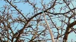 Обрезка и омоложение старых деревьев. Урок 8 Обрезка плодовых деревьев. Видеокурс. ©