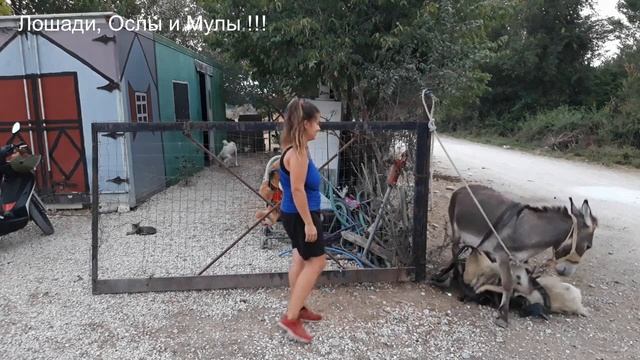 DONKEY TRYING ON A WESTERN SADDLE FOR THE FIRST TIME IN LIFE