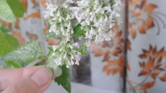 Как цветёт крапива дома цвет крапивы