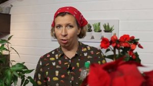 Как посеять клубневую бегонию?