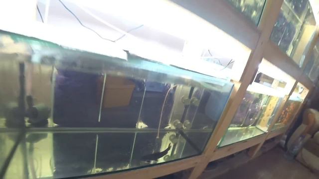 Быстрый нерест Таракатума. Скалярия отнерестилась смотреть онлайн