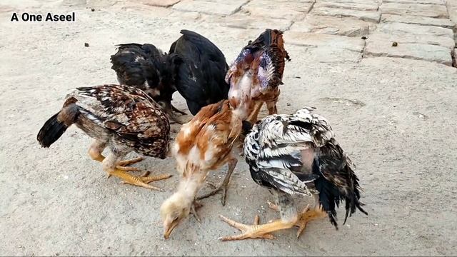 Growth of 6 Aseel chicks from 1 day to 5 months - part II смотреть онлайн