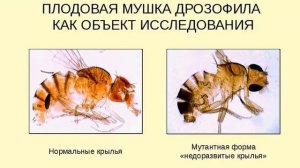 ДРОЗОФИЛА - Научная мушка