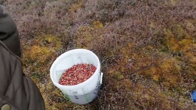 Море клюквы. Ямаха 3 л.с. смотреть онлайн