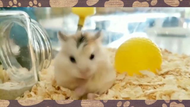 КАНАЛ НАСТИ и ПАПЫ! nastya Смешное видео про ДЖУНГАРИКОВ ХОМЯЧКОВ! смотреть онлайн