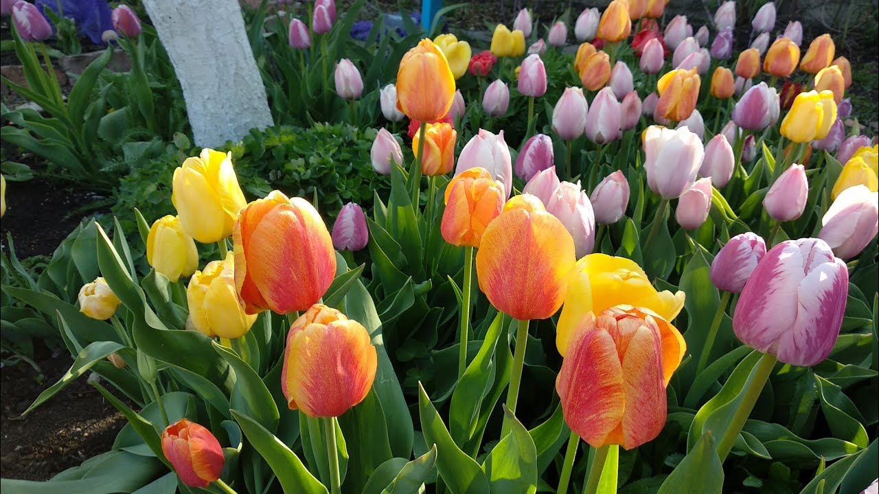 Посылки с тюльпанами из интернет магазинов Опт-хоз и Садовый мир смотреть онлайн