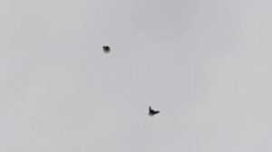 Мелитопольские голуби. Качество - цена...