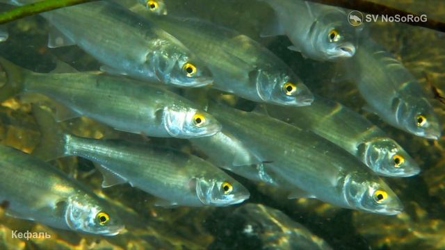 Кефаль смотреть онлайн