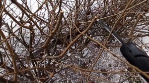 Кизильник блестящий: формирующая обрезка от и до.