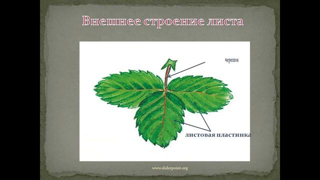 Внешнее и внутреннее строение листа смотреть онлайн