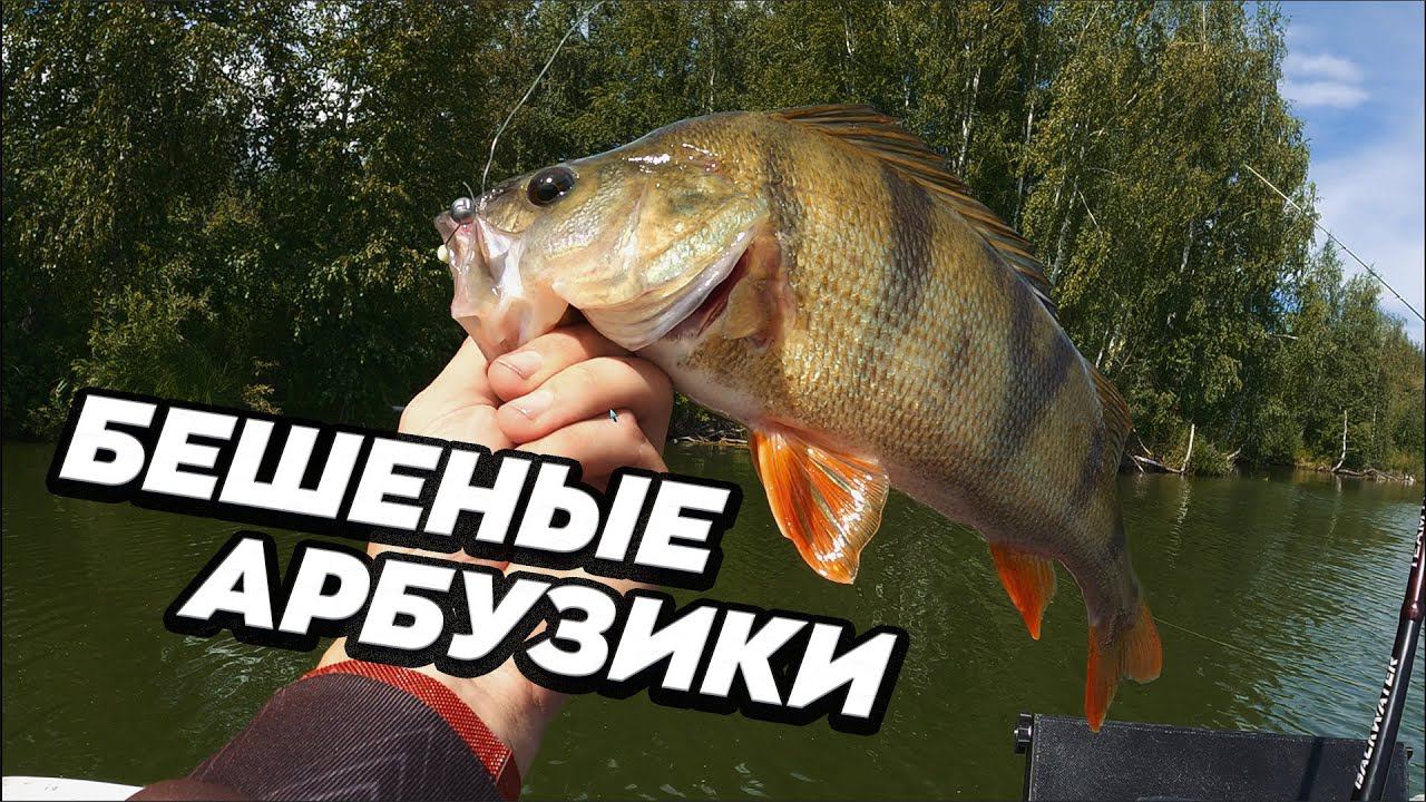 Искать и найти. Ловля крупного окуня на ультралайт спиннинг. Микроджиг в августе смотреть онлайн