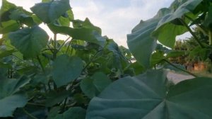 Как выращивать Павловнию. Советы по выращиванию.