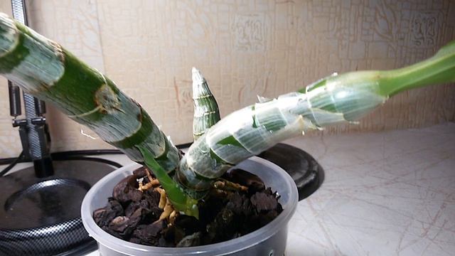 КАТАСЕТУМ ЧУДИТ!!! смотреть онлайн