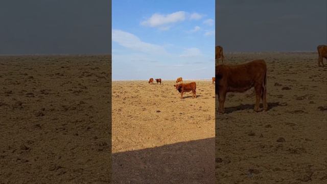 Продаю Тёлок 6-7 месяцев 2023 г РК