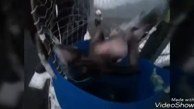 05.12.18. Запуск форели и рыбалка на водоемах в Кокино смотреть онлайн