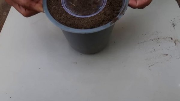 Revealing the secret of propagating rose plants with bananas