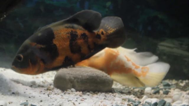 Нерест астронотусов Икра смотреть онлайн