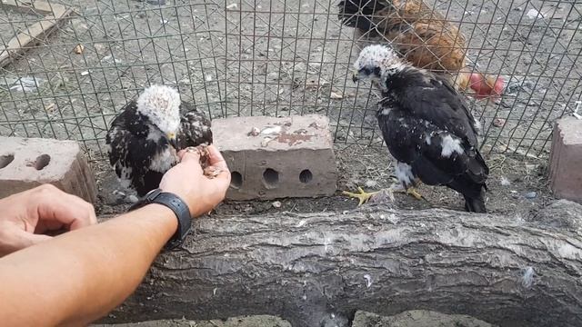 ОРЕЛ, КОРМЛЕНИЕ ПТЕНЦОВ