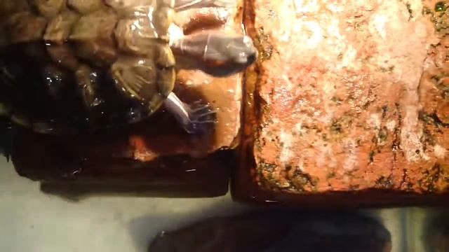 My Red eared slider Turtle (Update #1) смотреть онлайн