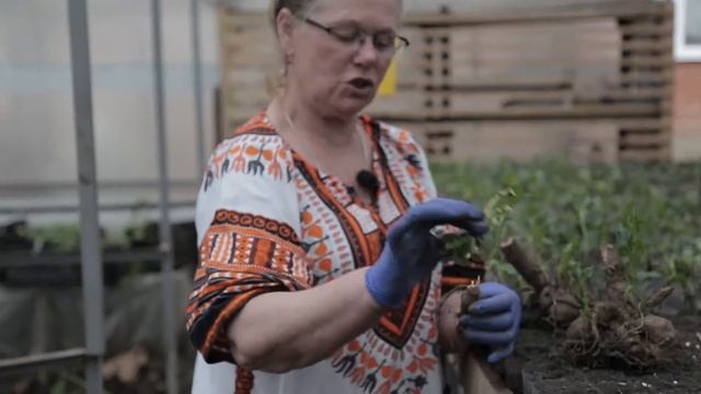 Георгины весной. Урожайные грядки. смотреть онлайн