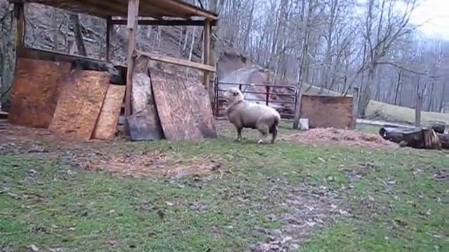 See the Sheep Go Bouncing! смотреть онлайн