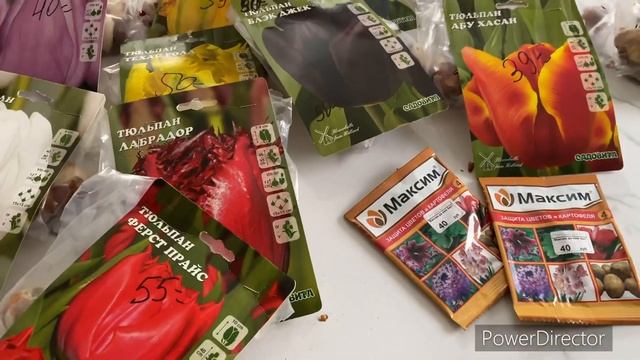 Сажаю тюльпаны в феврале смотреть онлайн