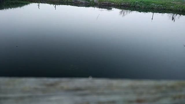 JACKSON R.A.POP смотреть онлайн