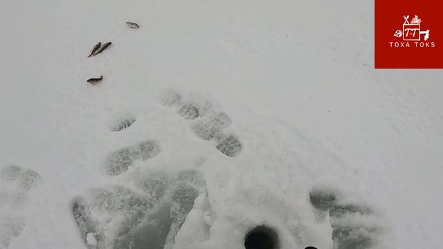 Зимняя Рыбалка.Второй выход на лёд, Чудское озеро (Lagedi) 13.02.2022