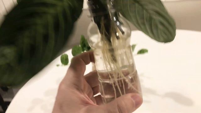 Maranta Repens - Mini Maranta - And Yes, It’s In Water Culture