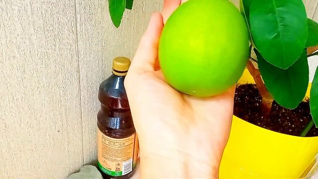 Кумкват Маргарита результат замены грунта. Лимон Мейра. смотреть онлайн