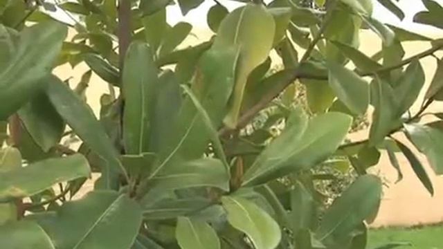 Manolya ne kadar ışık ister? смотреть онлайн