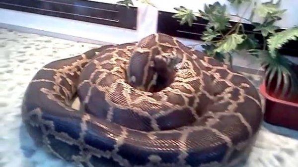 Питон атакует кролика