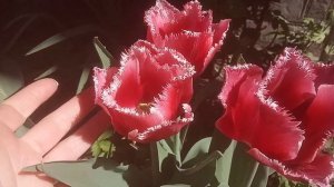 Тюльпаны , какие сорта и когда  нужно выкапывать.