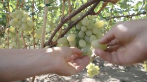 Виноград Ландыш ( Grapes Landysh)