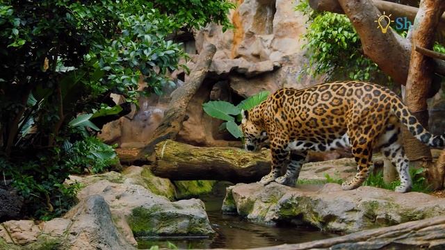 ТРОПИЧЕСКИЕ ЛЕСА ? От усталости, стресса и негатива. Лечебная музыка для расслабления. Часть 5 смотреть онлайн