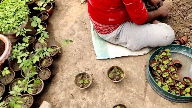 Nursery Secret of Very Fast Growth of Seedlings // How to get fast growth of Seedlings смотреть онлайн