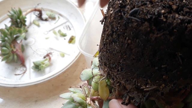 PROSES SUKULEN POLIDONIS DIREPOTTING TAHAP PERTAMA смотреть онлайн