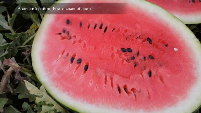 Арбуз Ромено F1 смотреть онлайн