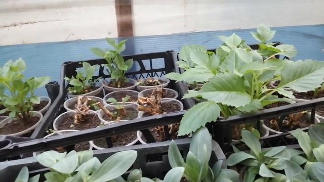 Георгина вегетативная как сохранить зимой осениие кусты. Обзор. смотреть онлайн