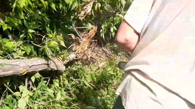 Электро пила Patriot Esp 1614