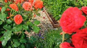 Роза Ред Пиано в Подмосковье