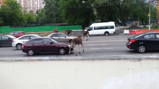 Лоси на Щелковском шоссе смотреть онлайн