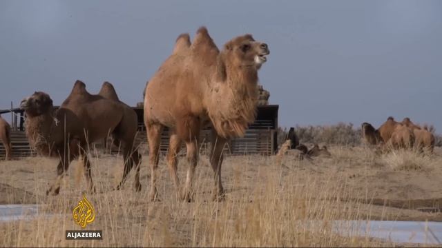 Mongolia races to preserve two-humped camels смотреть онлайн