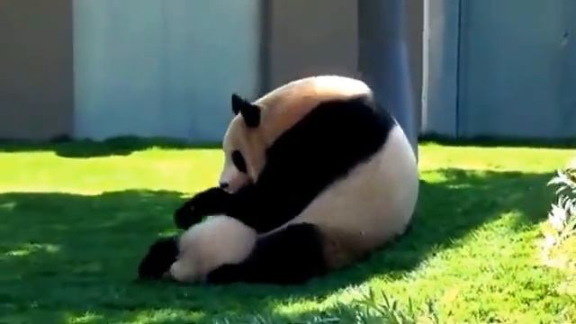 Панда играет смотреть онлайн