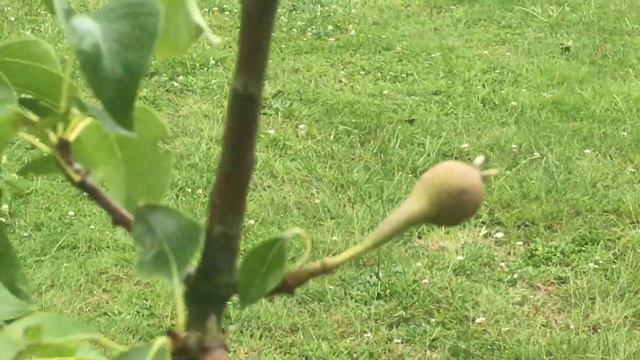 Poirier 'Pyrus communis Conférence' Fructification réussie смотреть онлайн