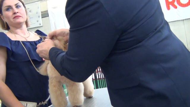 73 Моно пуделей 27.04.2019. Екатеринбург. Чем.НКП смотреть онлайн