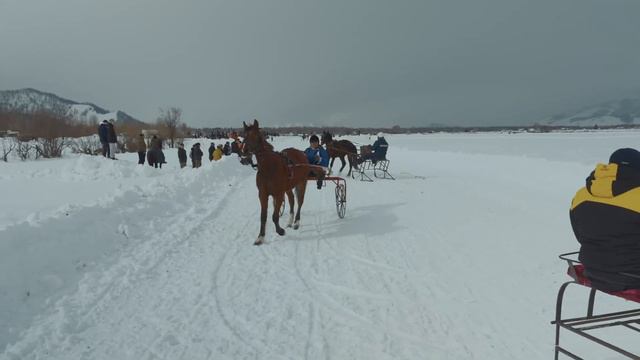 Скачки 2024 03 08Зимние конные скачки в горах Алтая: Величие, Страсть и Снежные Вершины смотреть онлайн