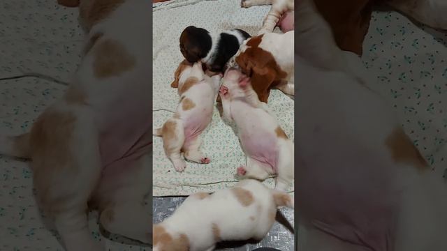 щенки бассет хаунда bestveoline@mail.ru 8 985 748-13-06 смотреть онлайн