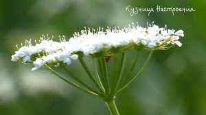 23 февраля Прохоров День. Что нельзя делать 23 февраля. Народные традиции и приметы.